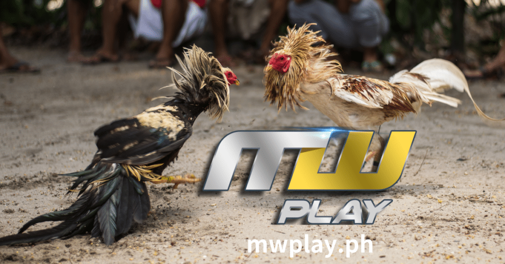 Ipinagbawal sa karamihan ng unang mundo, ang sabong ay umuunlad sa Pilipinas, kung saan sila nagdadala ng milyun-milyong tao at piso.